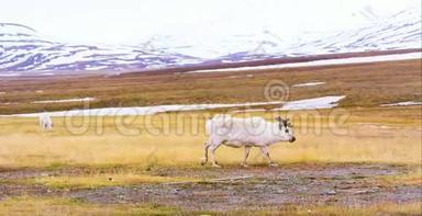 在斯瓦尔巴的北极景观中行走的驯鹿